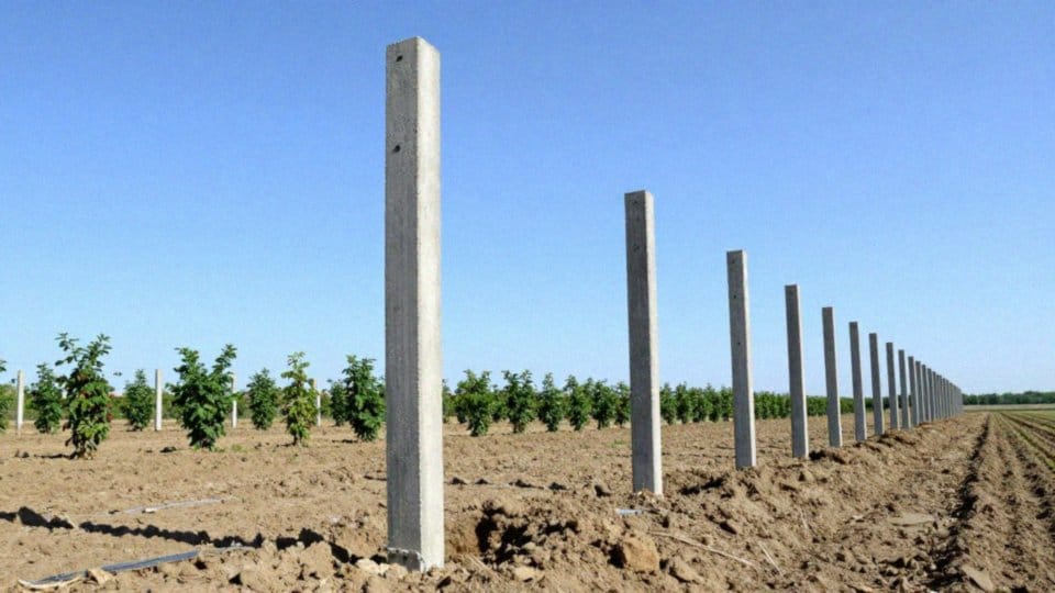 Jak głęboko wkopać słupy betonowe dla jeżyn?