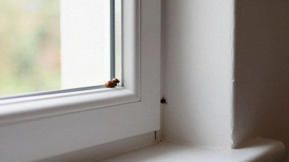 Dlaczego biedronki grupują się przy oknach?