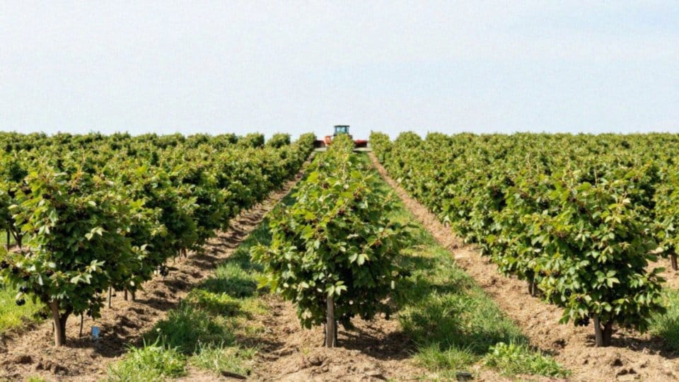 Jaka rozstawa między krzewami czarnej porzeczki?