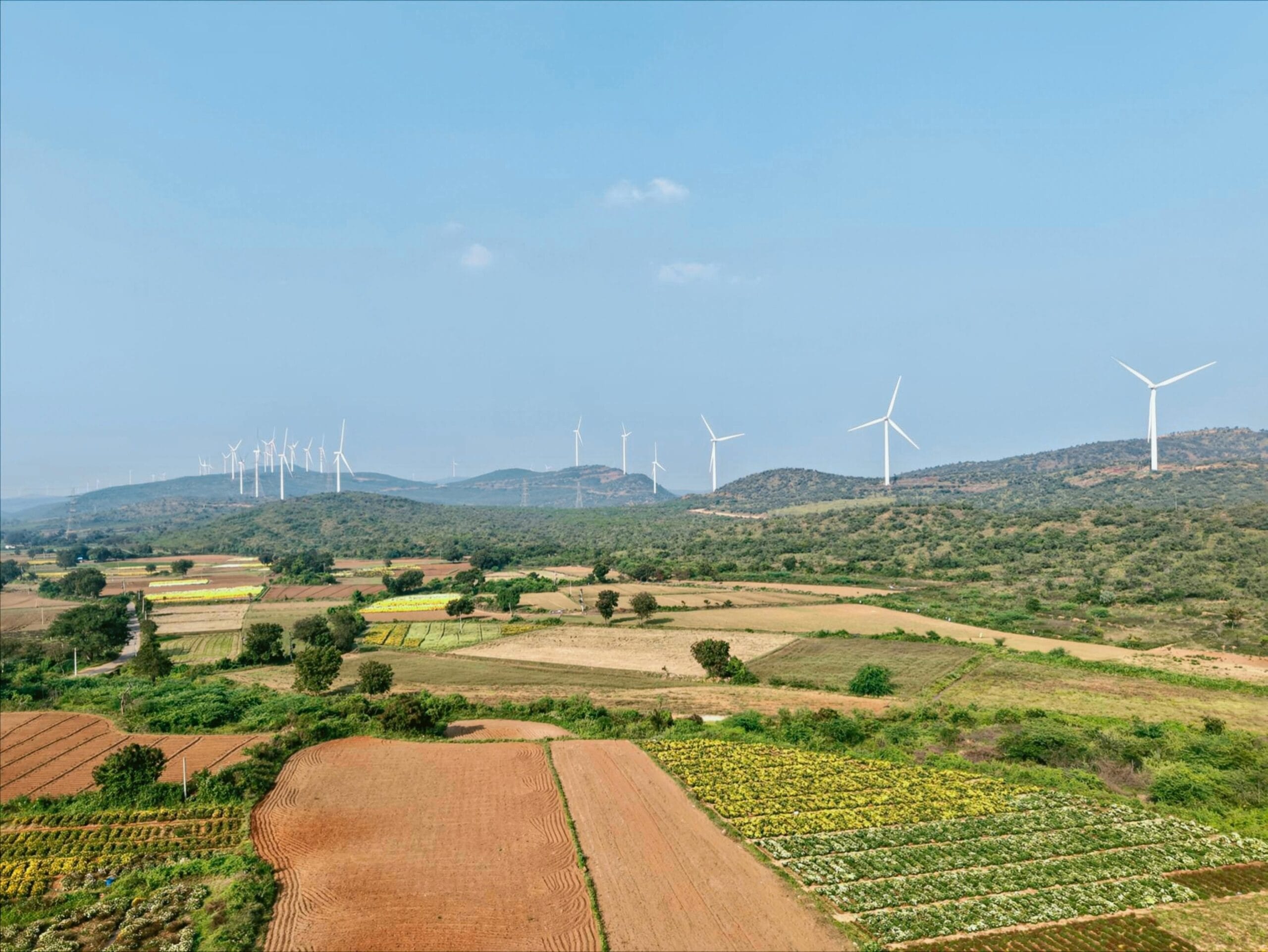 Czym wiosną pryskać na miotłę?